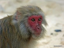 Singe à tête rouge - monkey Island - Baie d'Along - Vietnam